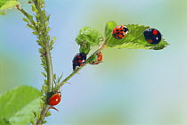 Multicoloured asian ladybird (Harmonia axyridis) adults showing different colour types on leaf, Japan