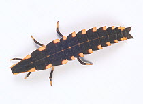 Firefly larva (Lychnuris atripennis) Japan