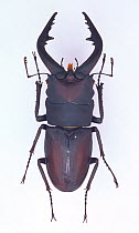 Saw Stag Beetle (Prosopocoilus inclinatus inclinatus) Japan