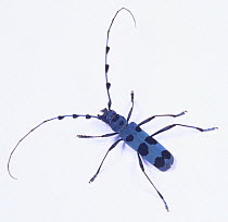 Blue Longhorn Beetle with Black Spots (Rosalia batesi) Japan