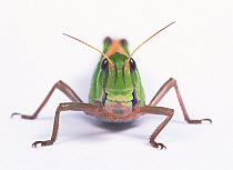 Migratory locust (Locusta migratoria) portrait