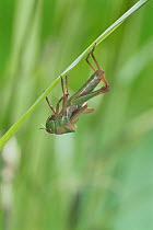 Migratory locust (Locusta migratoria) adult emerging from larval instar, sequence 1/5