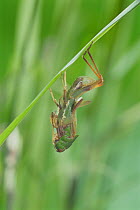 Migratory locust (Locusta migratoria) adult emerging from larval instar, sequence 2/5