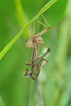Migratory locust (Locusta migratoria) adult emerging from larval instar, sequence 3/5