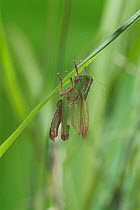 Migratory locust (Locusta migratoria) adult emerging from larval instar, sequence 4/5