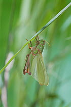 Migratory locust (Locusta migratoria) winged adult emerging from larval instar, sequence 5/5
