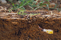 Migratory locust (Locusta migratoria) female laying eggs in soil