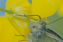 Small white butterfly (Pieris rapae crucivora) feeding on nectar from yellow brassica flower, covered with pollen, Japan