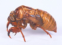 Cast off exoskeleton of Cicada (Tibicen bihamatus) Japan