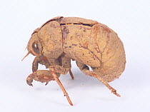 Cast off exoskeleton of Cicada (Platypleura kaempferi) Japan