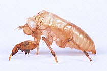 Cast off exoskeleton of Cicada (Terpnosia nigricosta) Japan