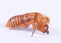 Cast off exoskeleton of Cicada (Cicadetta radiator) Japan