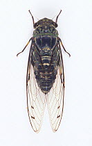 Last summer cicada (Meimuna opalifera) male, Japan