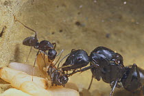 Japanese black carpenter ant (Camponotus japonicus) and queen ant helping worker ant to emerge from pupal case, Japan