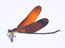 Broad winged damselfly (Calopteryx cornelia) male, Japan