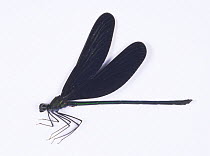 Damselfly (Calopteryx atrata) male, Japan