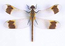 Eastern band-winged darter dragonfly (Sympetrum pedemontanum) female, Japan