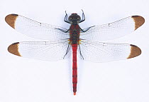 Common skimmer dragonfly (Sympetrum baccha matutinum) male, Japan