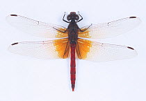 Skimmer dragonfly (Sympetrum speciosum) male, Japan