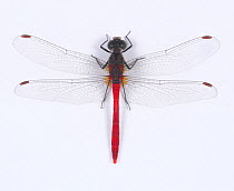 Darter dragonfly (Sympetrum eroticum) male, Japan