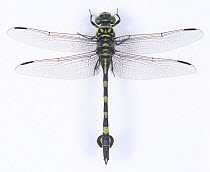 Golden Flangetail dragonfly (Sinictinogomphus clavatus) male, Japan