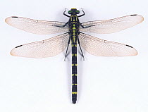 Great Clubtail dragonfly (Sieboldius albardae) female, Japan