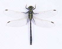 Dragonfly (Trigomphus melampus) male, Japan
