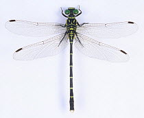 Dragonfly (Stylogomphus suzukii)  male, Japan