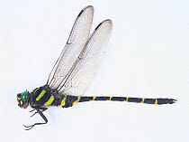 Great spiketail dragonfly (Anotogaster sieboldii) male, Japan