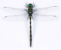 Great spiketail dragonfly (Anotogaster sieboldii) male, Japan