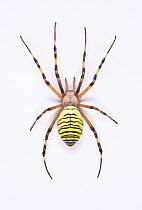 Wasp Spider (Argiope bruennichii) female, Japan