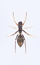 Ant-mimic spider (Myrmarachne japonica) female, Japan