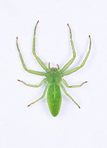 Green Crab Spider (Oxytate striatipes) female, Japan
