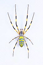 Golden Orb-web Spider (Nephila clavata) female, Japan