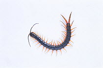Japanese Large Centipede (Scolopendra subspinipes japonica) Japan