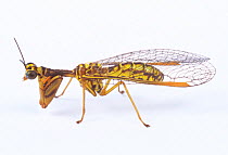 Mantidfly (Mantispa japonica) Japan