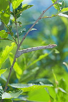 Caterpillar larva of Peppered Moth (Biston betularia parvus) camouflaged as twig, Japan