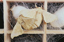 China Silkworm moth (Bombyx mori) mating pair, Japan