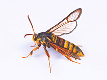 Hornet moth (Sesia molybdoceps) female, Japan