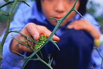 Child touching caterpillar larva of Chinese Yellow Swallowtail Butterfly (Papilio xuthus) osmeterium exposed in defence, Japan