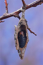 Pupa inside Bagworm Moth's cocoon (Eumeta japonica)  winter, Japan