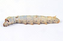 Final (fifth) instar caterpillar larva of China Silkworm moth (Bombyx mori) Japan