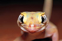 Dwarf wonder gecko (Teratoscincus microleps) portrait, captive