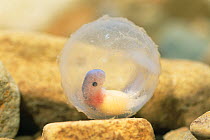 Japanese Giant Salamander (Andrias japonicus), egg, just before hatching, Japan, sequence 1/5