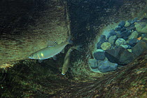 Ayu Fish (Plecoglossus altivelis altivelis) in river, defending territory, Mie, Japan,  May