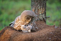 Great Grey Owl (Strix nebulosa) and chicks at nest, Finland, June
