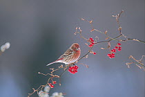 Pallas's Rosy Finch (Carpodacus roseus) perched with berries, Fukushima, Japan, February