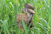 Cuckoo (Cuculus canorus) adult looking inside the nest of a Great Reed Warbler (Acrocephalus sp) Nagano, Japan, July