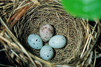 Cuckoo's egg (Cuculus canorus) in Bunting's nest with three host eggs, Nagano, Japan, June