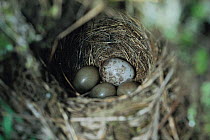 Cuckoo's egg (Cuculus canorus) in Stonechat's nest with three host eggs, Nagano, Japan, June